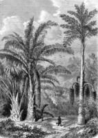palma albero, rafia di Madagascar, cariota il malabarese, Vintage ▾ incisione. foto