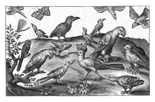 upupa e altro uccelli, Nicolaes de bruyn foto