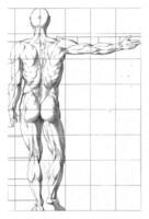 proporzione studia di un' dell'uomo corpo foto