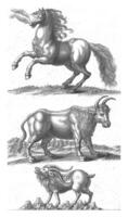 selvaggio cavallo, un bue e un' capra, johannes furgone der spia, 1736 - 1761 foto
