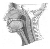 anatomia di il testa, ladro molto, dopo gerardo Sandifort, 1752 - 1825 foto