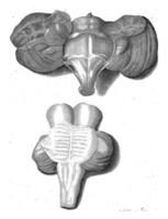 anatomico rappresentazione di un organo a partire dal il umano corpo foto