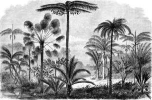 palma di il ucayali amazzone, Vintage ▾ incisione. foto