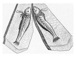 orma di un' pesce su un' calcolo, Vintage ▾ incisione. foto