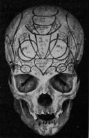 cranio di fiele, visto a partire dal il davanti, Vintage ▾ incisione. foto