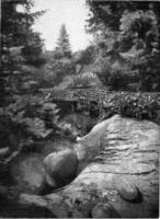 gigante marmite nel il erba medica ghiacciaio giardino, Vintage ▾ incisione. foto