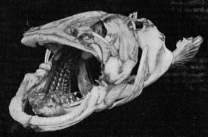 scheletro di il testa con branchiale ares di un' ossuto pesce, Vintage ▾ incisione. foto