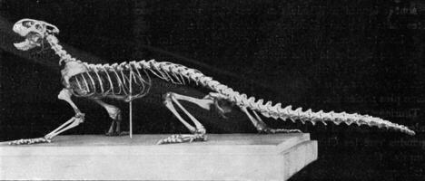 scheletro di un' moderno lucertola, Vintage ▾ incisione. foto