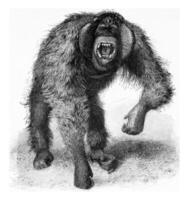 orangutan adulto maschio, Vintage ▾ incisione. foto