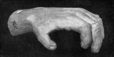 mano di un anziano gorilla, Vintage ▾ incisione. foto