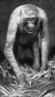 femmina gorilla nel suo nido, Vintage ▾ incisione. foto