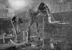scheletro di elefa meridionalis nesti, Vintage ▾ incisione. foto