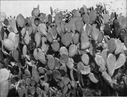 cactus nel il tropici, Vintage ▾ incisione. foto