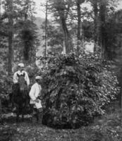 caffè albero circondato di alberi, quale fornire ombra, Vintage ▾ incisione. foto