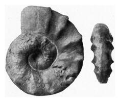 ceratiti nodoso, ammonite di il Tedesco muschio, Vintage ▾ incisione. foto