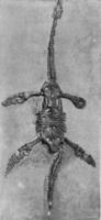 plesiosauro di il inferiore lias di Inghilterra, Vintage ▾ incisione. foto