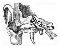costruzione di il umano orecchio, Vintage ▾ incisione. foto