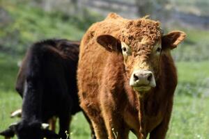 avvicinamento di un' mucca nel il prato foto