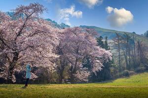 turisti assunzione fotografie di il primavera e ciliegia fiorire alberi nel fioritura in giro yongbi lago nel seosan. Sud Corea