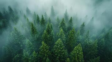ai generato foresta nel il nebbia, superiore Visualizza. sfondo. creato con generativo ai foto