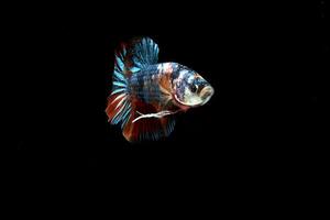 Drago Nemo, betta pesce su nero sfondo foto