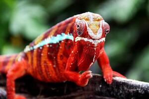 bellissimo creatura ambilobe pantera camaleonte foto
