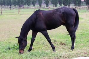 bianca e Marrone cavallo su il erba terra nel il azienda agricola. messa a fuoco su bianca cavallo foto