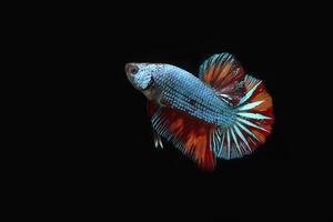 Drago Nemo, betta pesce su nero sfondo foto