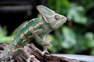 il velato camaleonte ,Camaleo calyptratus foto