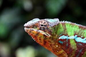 bellissimo creatura ambilobe pantera camaleonte foto