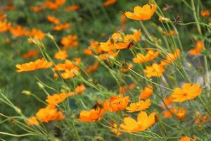 bellissimo selvaggio giallo fiori nel il giardino foto