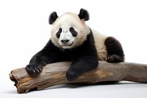 ai generato panda orso su bianca sfondo foto