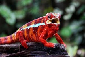 bellissimo creatura ambilobe pantera camaleonte foto