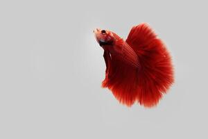 super rosso betta pesce su nero sfondo foto