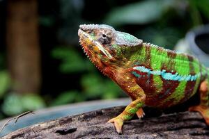 bellissimo creatura ambilobe pantera camaleonte foto