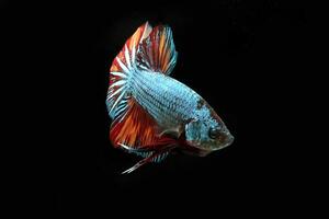 Drago Nemo, betta pesce su nero sfondo foto