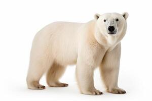 ai generato polare orso su bianca sfondo foto