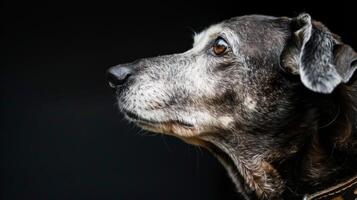 ai generato cane con un' cane collare professionale fotografia foto