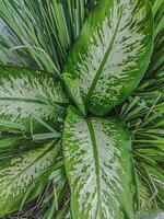 bellissimo verde le foglie pieno sfondo foto