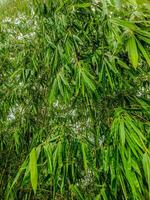 bellissimo e abbondante verde bambù le foglie foto