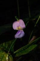 messa a fuoco su il fiore di il lungo fagiolo pianta foto