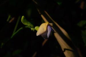 messa a fuoco su il fiore di il lungo fagiolo pianta foto