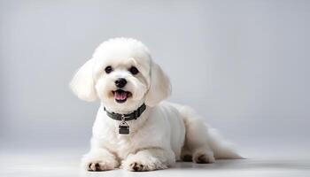 ai generato un' bichon fise cane su bianca sfondo foto