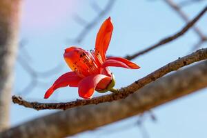 rosso cotone albero è un' perenne pianta. fiori a il finisce di il rami. il singolo fiori siamo grande e cluster nel rosso e arancia. il base di il fiore è un' solido tazza o calice incollato insieme. foto