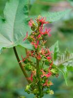 vicino su di ricinus comunis. foto