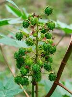 vicino su di ricinus comunis. foto