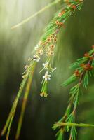 baeckea frutescens fiore foto