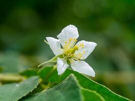 giamaicano ciliegia fiore. foto