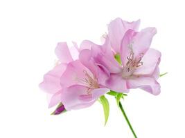 vicino su di rosa dombeya fiore foto
