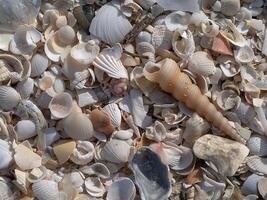 conchiglie sulla spiaggia foto